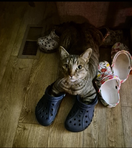 Entry image for Traveler . Clicking this image will show a larger photo