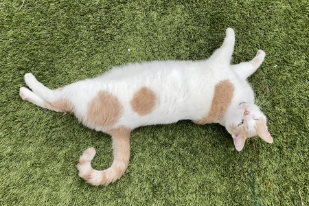 Entry image for Charlie. Clicking this image will show a larger photo