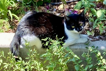 Entry image for Luna. Clicking this image will show a larger photo