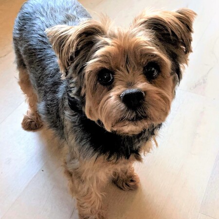 Entry image for Billi Babe. Clicking this image will show a larger photo