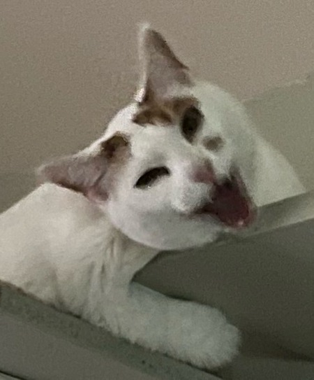 Entry image for Atlas. Clicking this image will show a larger photo