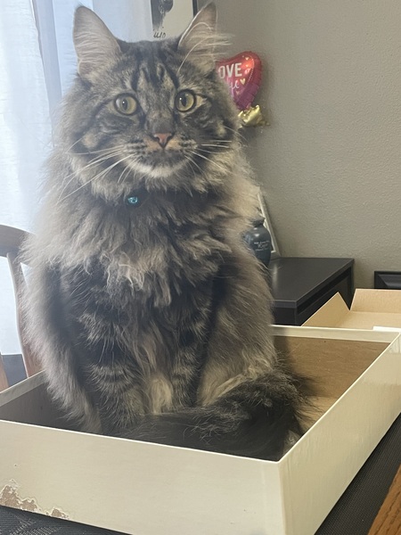 Entry image for Binx. Clicking this image will show a larger photo