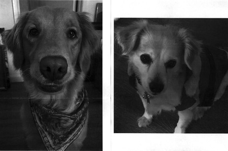 Entry image for Cali & Lala. Clicking this image will show a larger photo