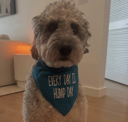 Entry image for Ozzy. Clicking this image will show a larger photo