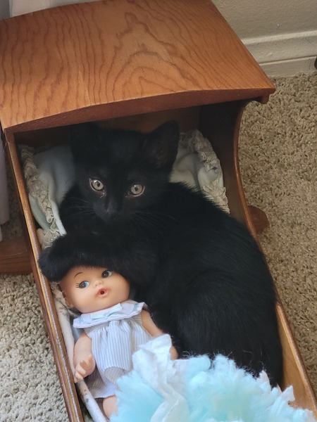 Entry image for Momrath (Momo). Clicking this image will show a larger photo