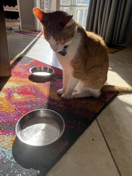 Entry image for Sparkle Dragon. Clicking this image will show a larger photo