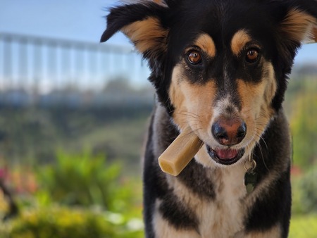 Entry image for Sonja. Clicking this image will show a larger photo