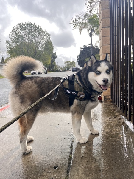 Entry image for Rocket. Clicking this image will show a larger photo