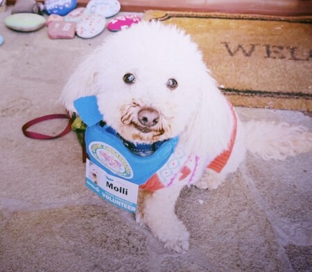 Entry image for Molli. Clicking this image will show a larger photo