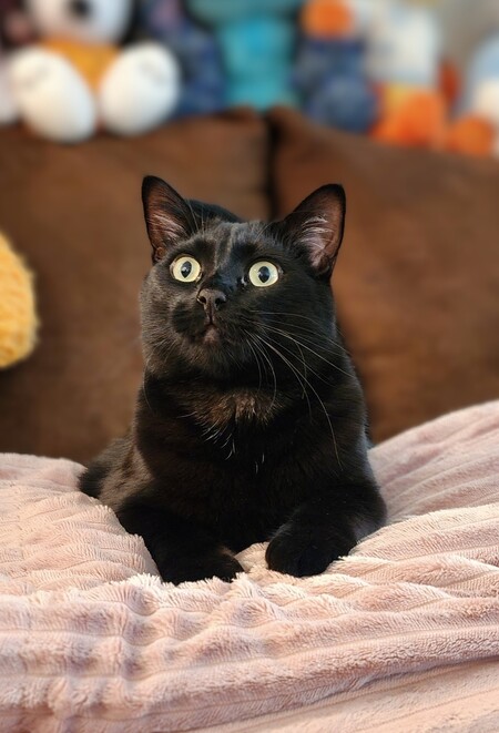 Entry image for Kneesa. Clicking this image will show a larger photo