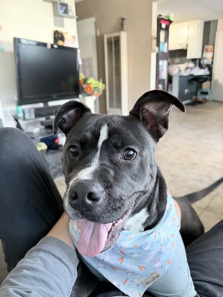 Entry image for Panther . Clicking this image will show a larger photo