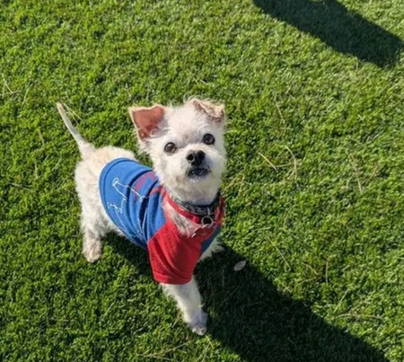 Entry image for Riley. Clicking this image will show a larger photo