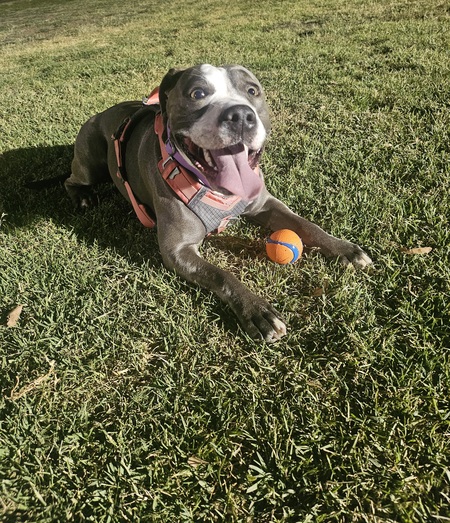 Entry image for Rosie. Clicking this image will show a larger photo