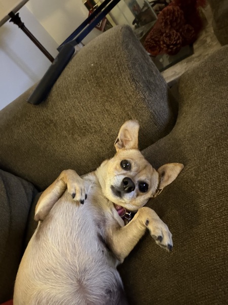 Entry image for Okie. Clicking this image will show a larger photo