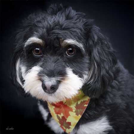 Entry image for Cade. Clicking this image will show a larger photo