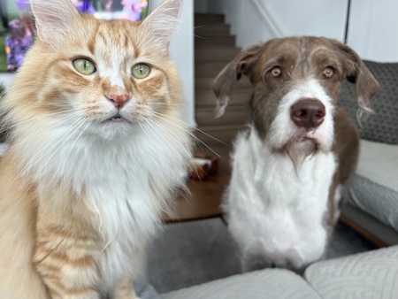 Entry image for Atticus (cat) and Bogart (dog). Clicking this image will show a larger photo