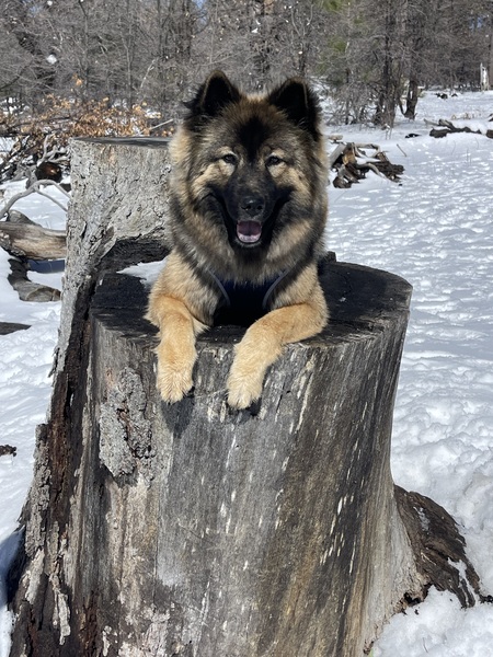 Entry image for Nova. Clicking this image will show a larger photo