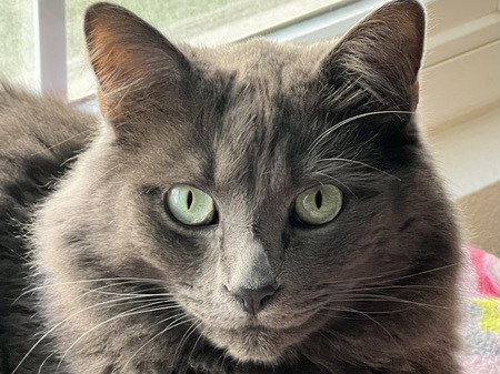 Entry image for Mr. Darcy. Clicking this image will show a larger photo