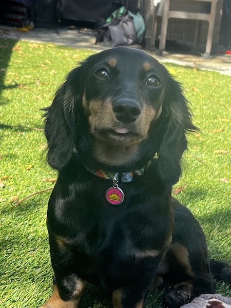 Entry image for Maggie Mae. Clicking this image will show a larger photo
