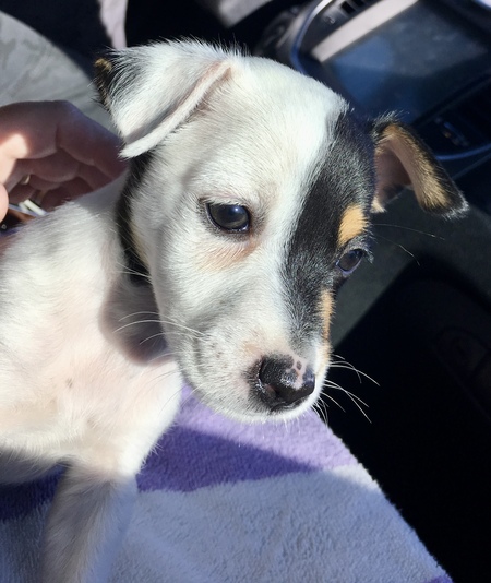 Entry image for Miss Daisy Sue. Clicking this image will show a larger photo