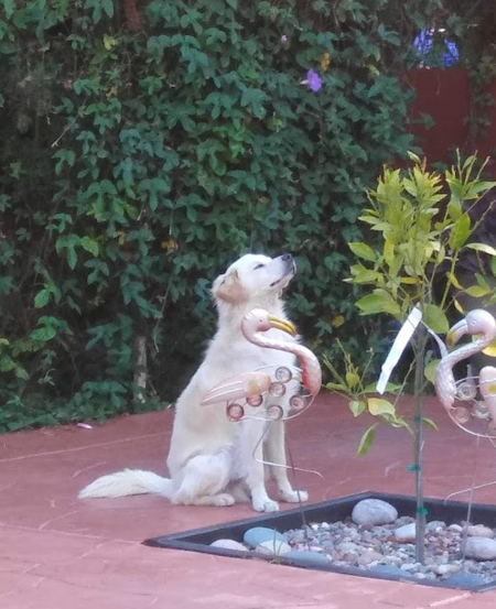 Entry image for Guero. Clicking this image will show a larger photo