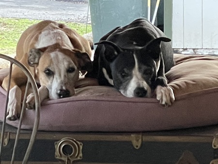Entry image for Mav-Wick & Bosco. Clicking this image will show a larger photo