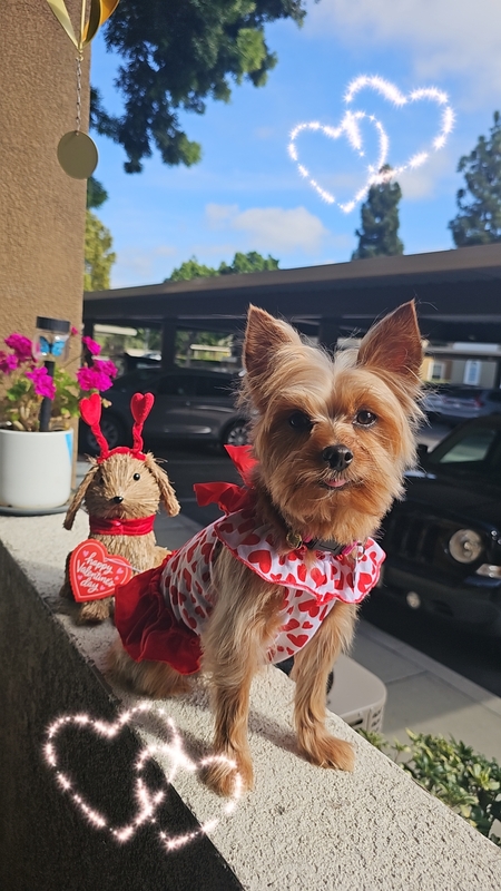 Entry image for Zoey. Clicking this image will show a larger photo