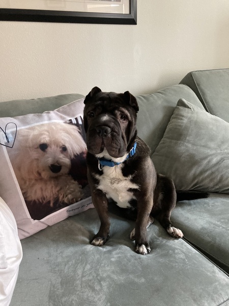 Entry image for Augie. Clicking this image will show a larger photo