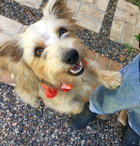 Entry image for Benji. Clicking this image will show a larger photo