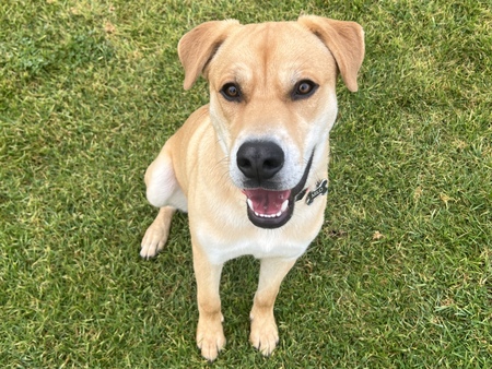 Entry image for Milo. Clicking this image will show a larger photo