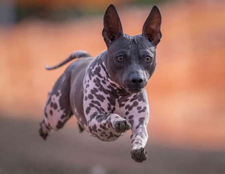 Entry image for Neil Patrick Hairless (Doogie). Clicking this image will show a larger photo