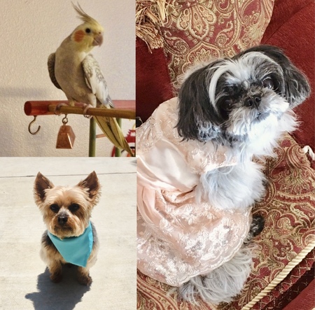 Entry image for Daisy, Mini Cooper, & Guinness . Clicking this image will show a larger photo