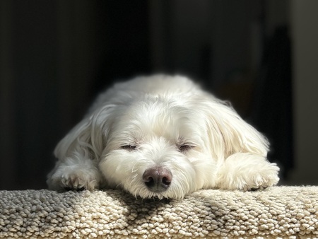 Entry image for Einstein. Clicking this image will show a larger photo