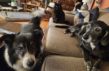 Entry image for Joey, Bug, and Abby. Clicking this image will show a larger photo