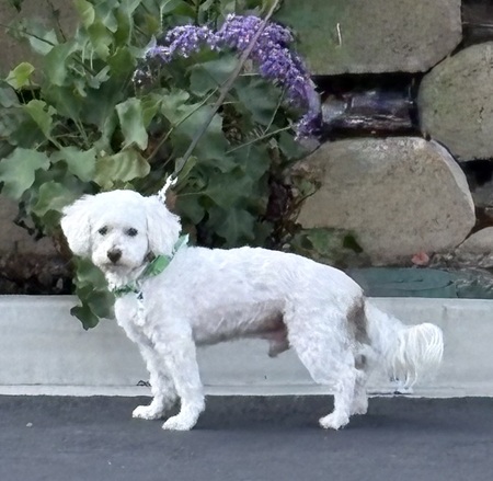 Entry image for Sir Beau Ward. Clicking this image will show a larger photo