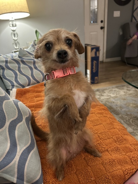 Entry image for Rosie. Clicking this image will show a larger photo