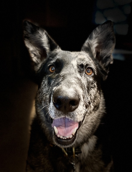 Entry image for Sookie. Clicking this image will show a larger photo