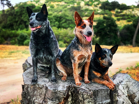 Entry image for (L to R): Gina Marie, Quincy Rose, Lacey Mae. Clicking this image will show a larger photo
