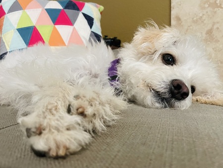 Entry image for Molly . Clicking this image will show a larger photo