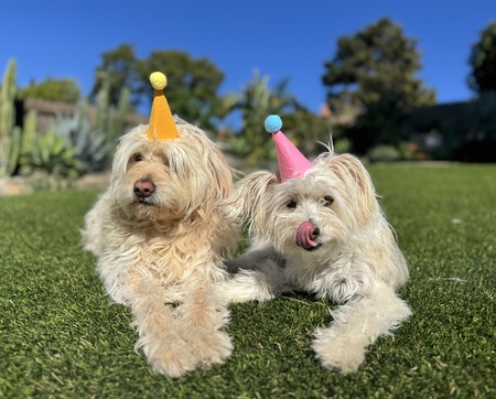 Entry image for Miles and Maggie. Clicking this image will show a larger photo