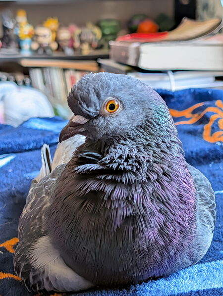 Entry image for Habibi Brewster. Clicking this image will show a larger photo
