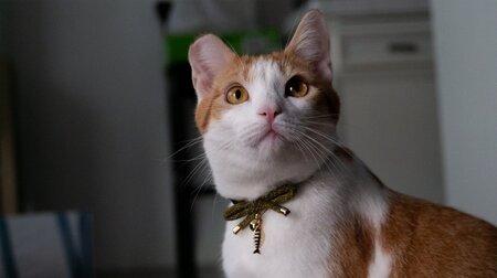 Entry image for Mr. Ebi "Criminal" Fry. Clicking this image will show a larger photo