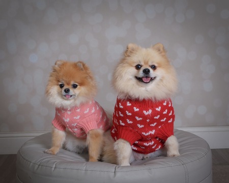 Entry image for Theodore Jackson & Piper Jolene. Clicking this image will show a larger photo