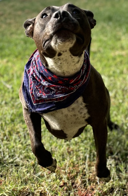 Entry image for Lola. Clicking this image will show a larger photo