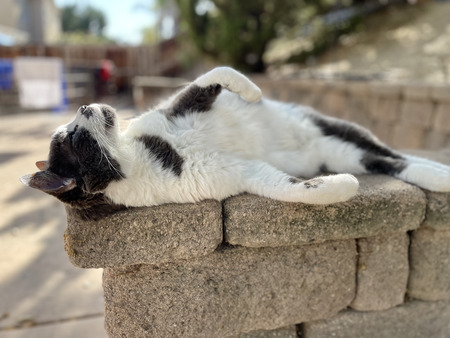 Entry image for Neko. Clicking this image will show a larger photo