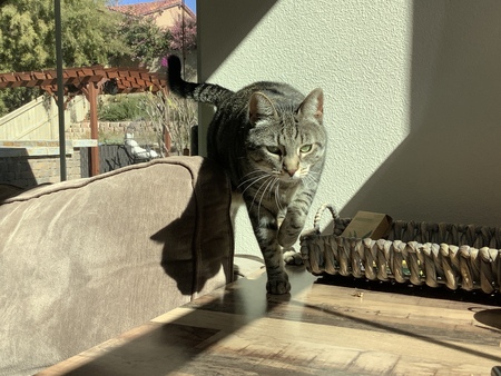 Entry image for Catra. Clicking this image will show a larger photo