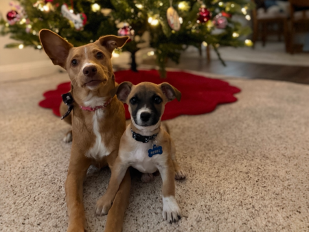 Entry image for Chewie and Rebel. Clicking this image will show a larger photo