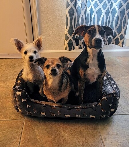 Entry image for Sparky, Jeffrey, Ember. Clicking this image will show a larger photo