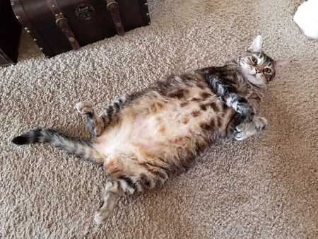 Entry image for Zoey the Cool Cat. Clicking this image will show a larger photo
