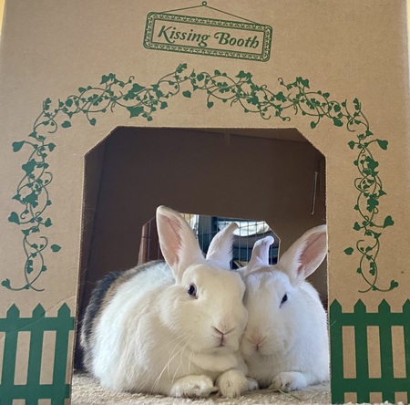 Entry image for Jimmy and Stanley. Clicking this image will show a larger photo